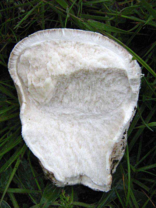 Primi due funghi Abruzzo quota  1400 circa m slm